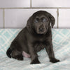 AKC Registered Labrador Retreiver For Sale Sugarcreek OH Male- Sparky