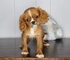AKC Registered Cavalier King Charles Spaniel For Sale Fredericksburg, OH Female- Cookie