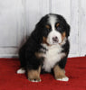 AKC Registered Bernese Mountain Dog For sale Millersburg OH Male-Mason