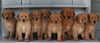 AKC Registered Golden Retriever For Sale Millersburg OH -Female Molly