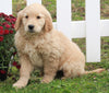 AKC Registered Golden Retriever For Sale Fredericksburg OH Female-Belle