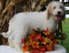 F1BB Mini Labradoodle For Sale Millersburg OH Male-Edward