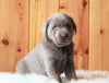AKC Registered Silver Labrador Retriever For Sale Fredericksburg, OH Female- Cutie Pie