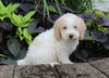 F1BB Mini Labradoodle For Sale Millersburg OH Male-Easton