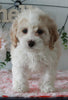 Cockapoo For Sale Holmesville OH Female-Chloe