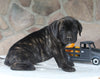 AKC Registered Cane Corso For Sale Wooster OH Male-Decker