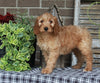 Medium F1BB Goldendoodle For Sale Millersburg OH Male-Denver