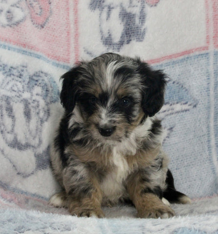 Mini Bernedoodle For Sale Millersburg OH Male-Gavin