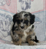 Mini Bernedoodle For Sale Millersburg OH Male-Gavin