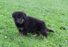 AKC Registered German Shepherd For Sale Millersburg OH Male-Nevin