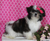 ACA Registered Shih-Tzu For Sale Millersburg OH Female-Nicole-Potty Trained!