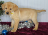 Labrador Retriever Mix For Sale Fredericksburg OH Female-Chloe