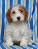 F1BB Mini Labradoodle For Sale Millersburg OH Male-Elliot