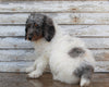AKC Registered Standerd Poodle For Sale Millersburg OH Female-Fluffy