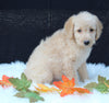 Medium F1B Labradoodle For Sale Millersburg OH Male-Hayden