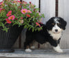 Mini Bernedoodle For Sale Sugarcreek OH Female-Mai