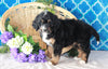 Bernedoodle For Sale Sugarcreek, OH Female- Twinkle