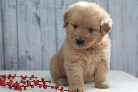 AKC Registered Golden Retriever For Sale Millersburg, OH Male- Jasper