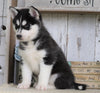 AKC Registered Siberian Husky For Sale Millersburg, OH Female- Molly