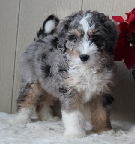 Mini Bernedoodle For Sale Millersburg OH Male-Travis