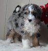 Mini Bernedoodle For Sale Millersburg OH Male-Travis
