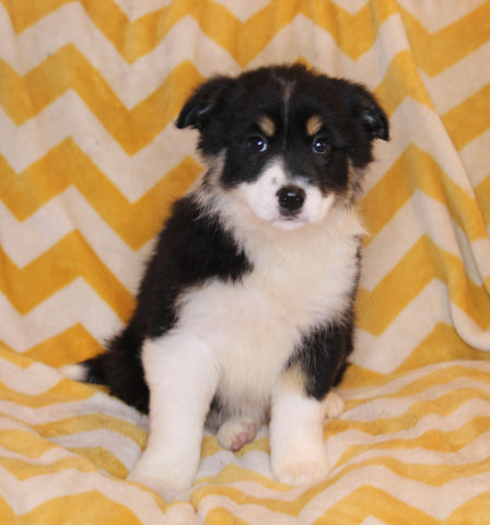 ABCA Registered Border Collie For Sale Warsaw OH Female-Lela