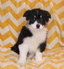 ABCA Registered Border Collie For Sale Warsaw OH Female-Lela