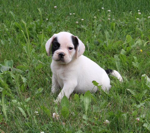 English Bulldog/Puggle For Sale Sugarcreek OH Male-Luke