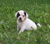 English Bulldog/Puggle For Sale Sugarcreek OH Male-Luke