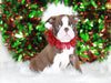 AKC Registered Boston Terrier For Sale Wooster, OH Male- Felix