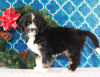 Bernedoodle (Standard) For Sale Sugarcreek, OH Female- Gracie
