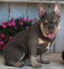 AKC Registered French Bulldog For Sale Millersburg OH Male-Jasper