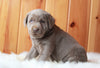 AKC Registered Silver Labrador Retriever For Sale Fredericksburg, OH Female- Cutie Pie