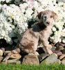 F1B Medium Labradoodle For Sale Millersburg OH Female-Faith