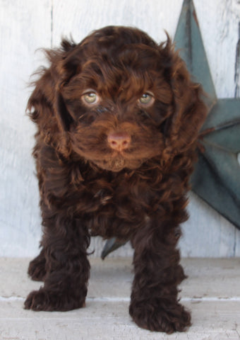 Cockapoo For Sale Millersburg OH Male-Charlie