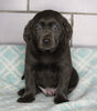 AKC Registered Labrador Retreiver For Sale Sugarcreek OH Male- Sparky