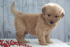 AKC Registered Golden Retriever For Sale Millersburg, OH Male- Jasper