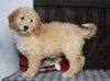 Mini F1BB Labradoodle For Sale Millersburg, OH Female- Zora