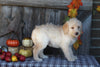 F1B Medium Labradoodle For Sale Millersburg OH Female-Frosty