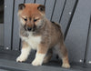 AKC Registered Shiba Inu For Sale Millersburg, OH Male- Dusty