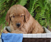AKC Registered Golden Retriever For Sale Shreve OH Male-Ricky