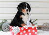 AKC Registered Bernese Mountain Dog For Sale Sugarcreek, OH Female- Candy