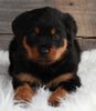 ACK Registered Rottweiler For Sale Applecreek OH-Male Maverick