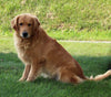 AKC Registered Golden Retriever For Sale Fredericksburg OH Female-Angie