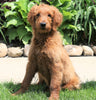 Goldendoodle For Sale Fredericksburg, OH Female- Daisy