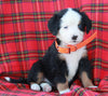 AKC Registered Bernese Mountain Dog For Sale Sugarcreek OH Female-Adele