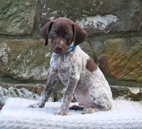 AKC Registered German Shorthaired Pointer For Sale Fredericksburg OH Male-Riley