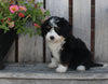Mini Bernedoodle For Sale Sugarcreek OH Female-Mai