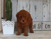 AKC Registered Toy Poodle For Sale Millersburg OH Female-Pearl