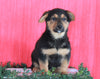 Welsh Corgi Mix For Sale Millersburg OH Male- Cummins